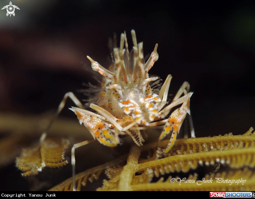 A Tiger shrimp
