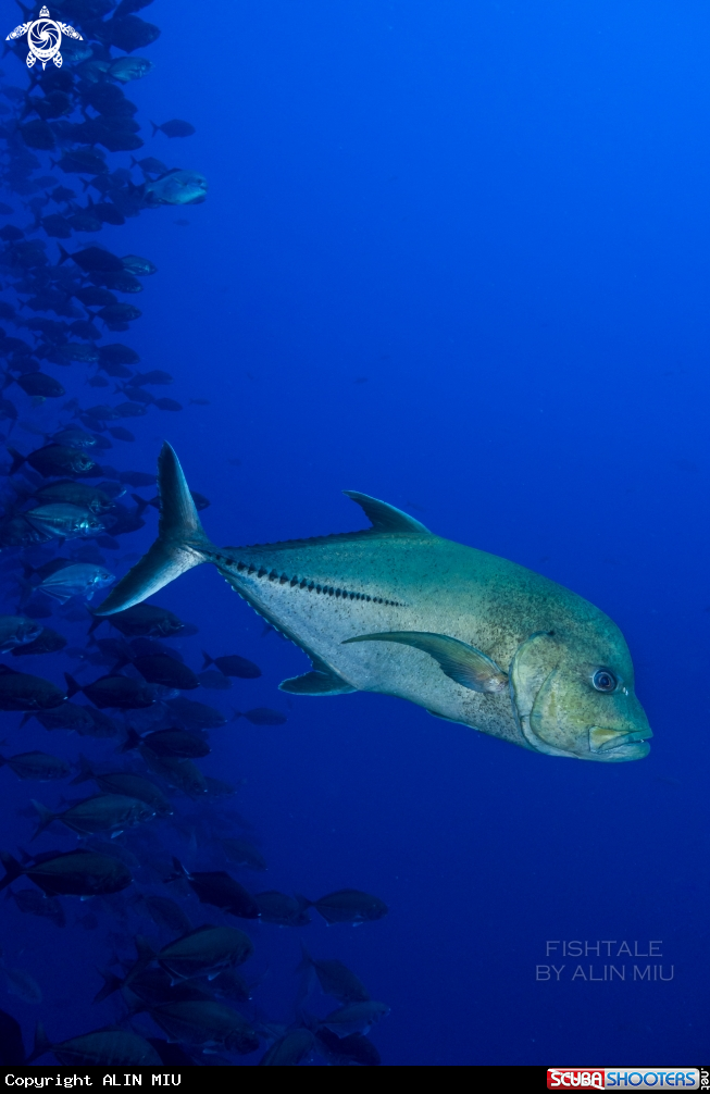A Bluefin Trevally