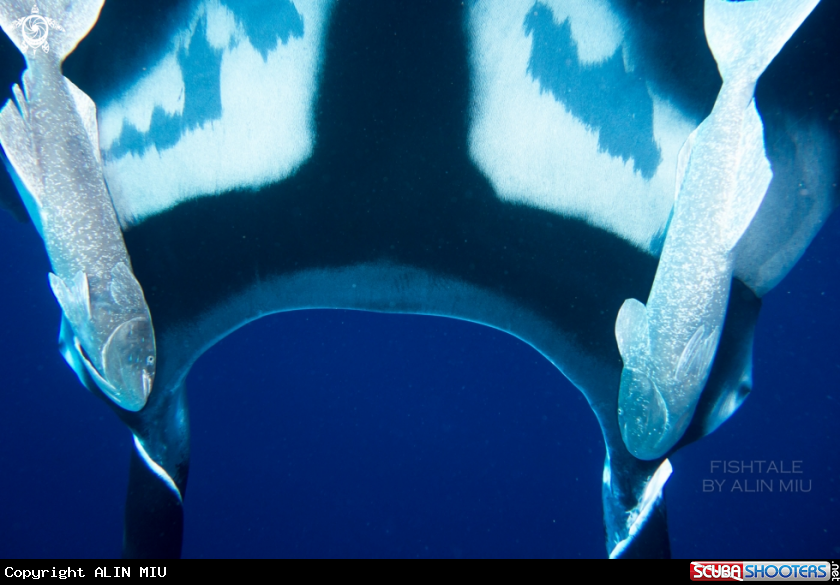 A Chevron Manta 