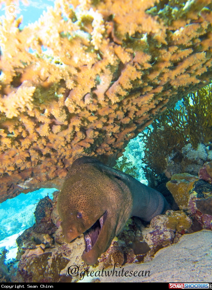 A Giant Moray Eel 