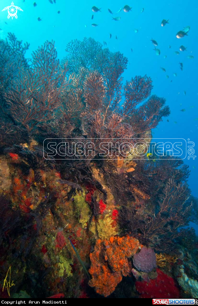 A Gorgonians and sponge
