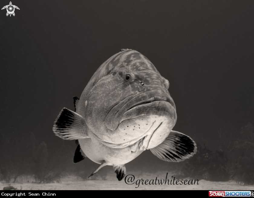 A Goliath Grouper 