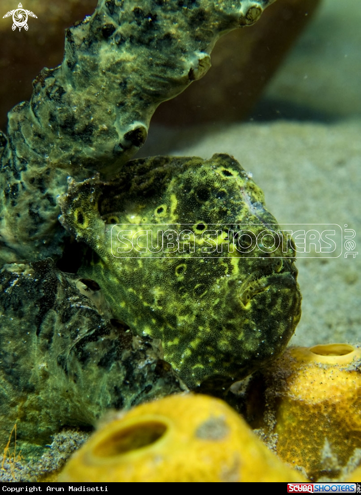 A Frogfish