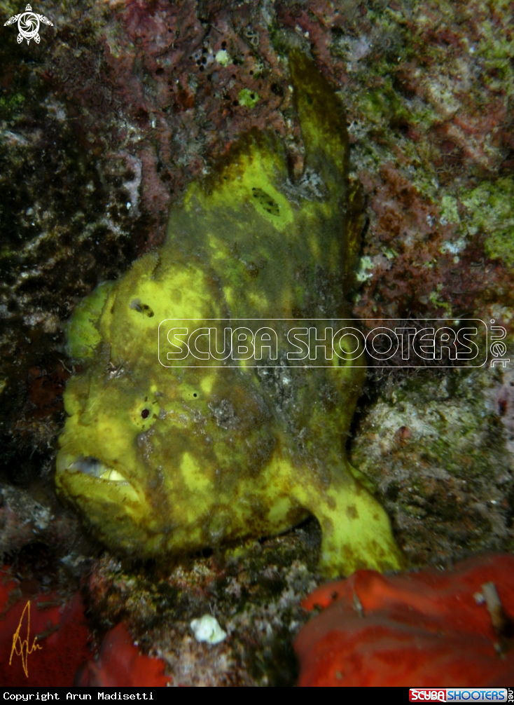 A Frogfish