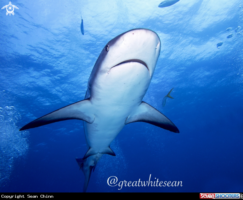 A Caribbean Reef Shark