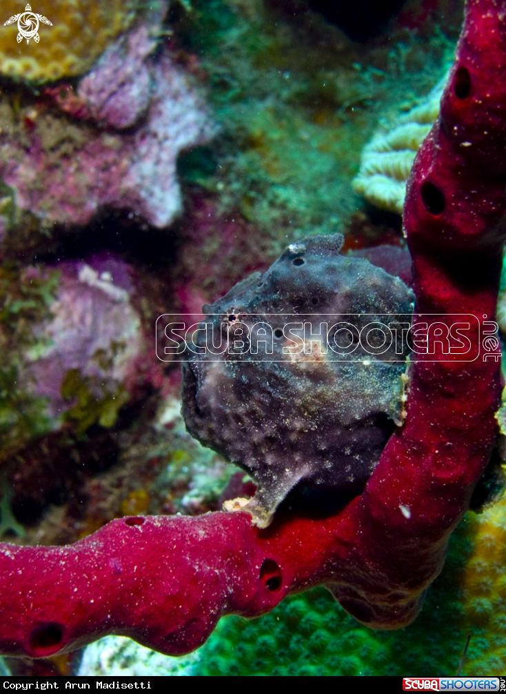 A Frogfish