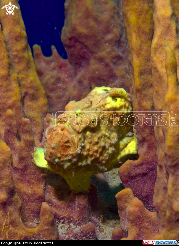 A Frogfish