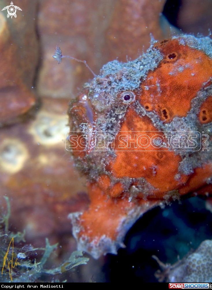 A Frogfish