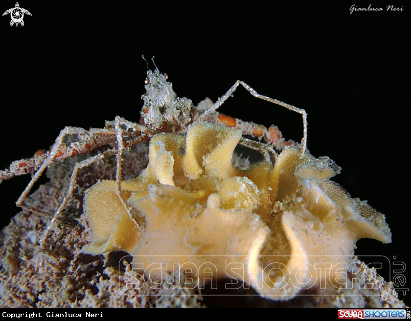 A Spider crab