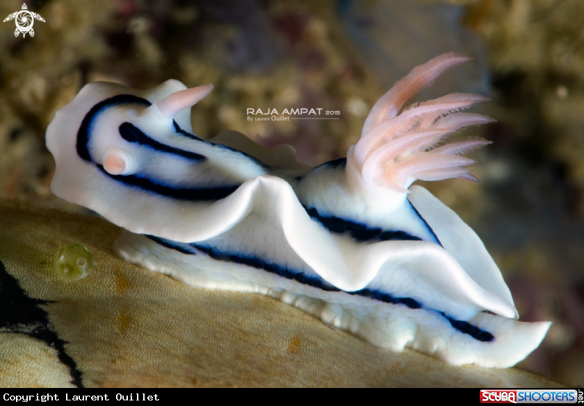 A Nudibranch