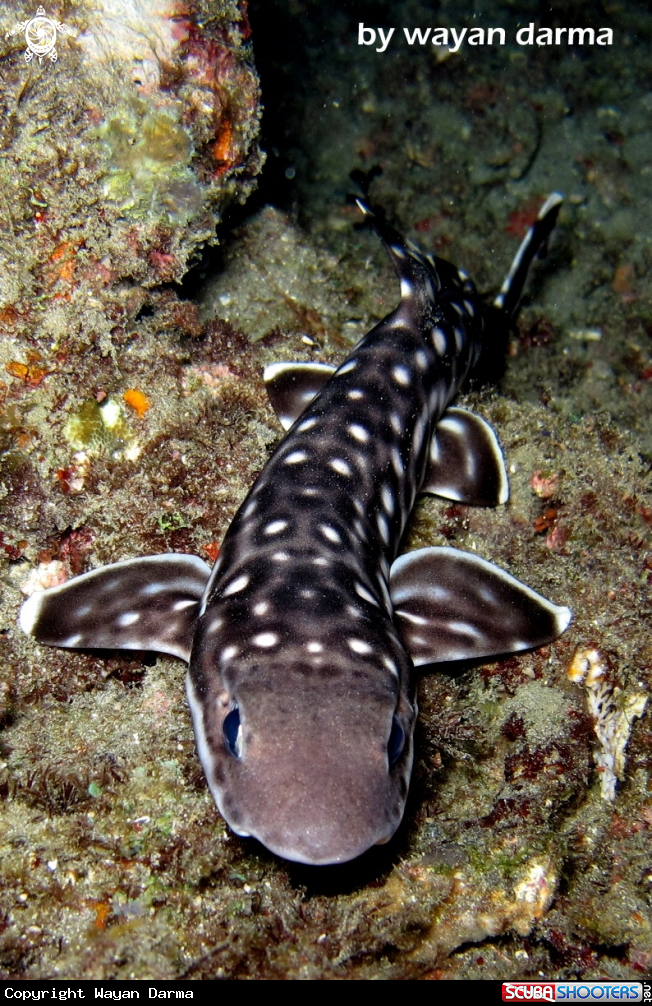 A padangbai