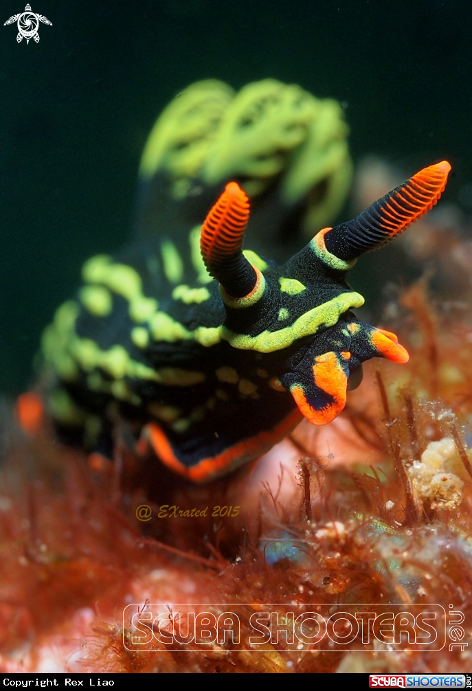 A Nudibranch