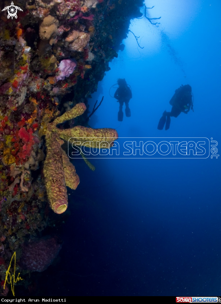 A Reef scenic at La Bym