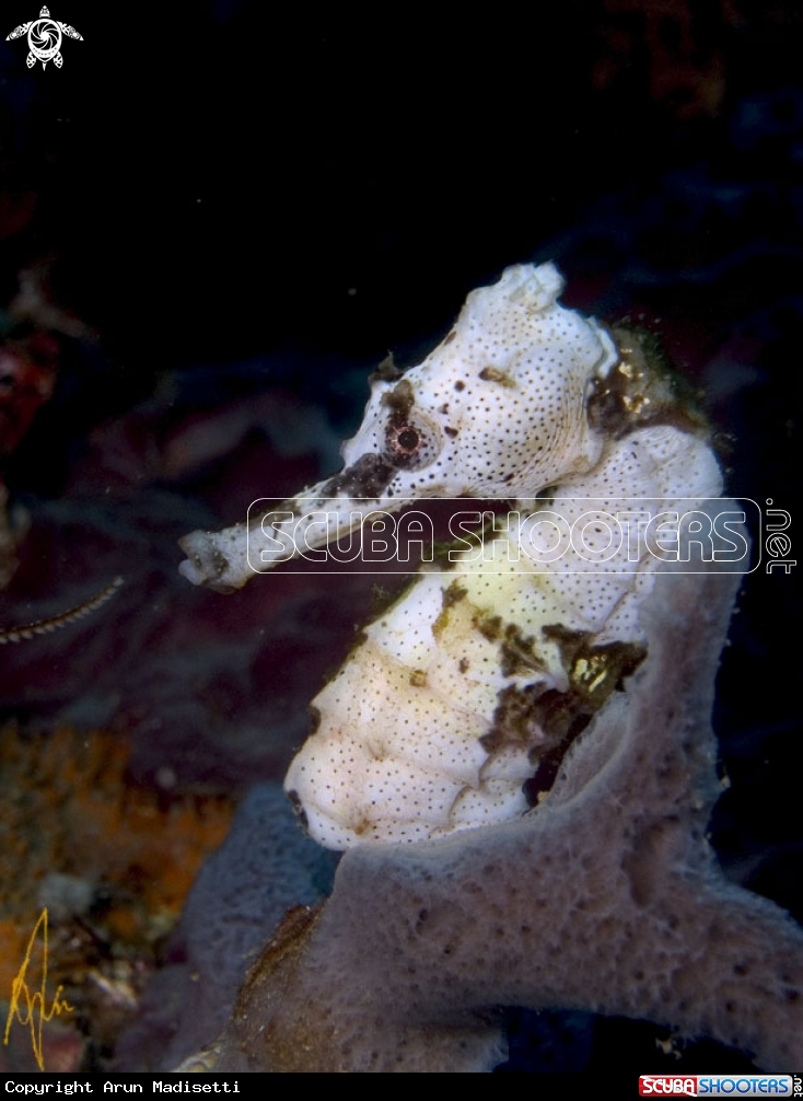 A Lined Seahorse
