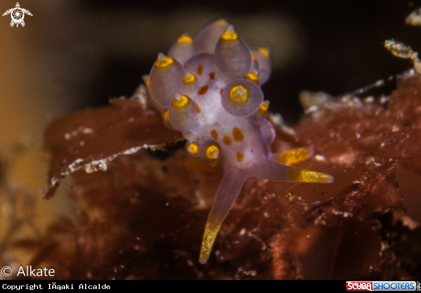 A Eubranchus Farrani