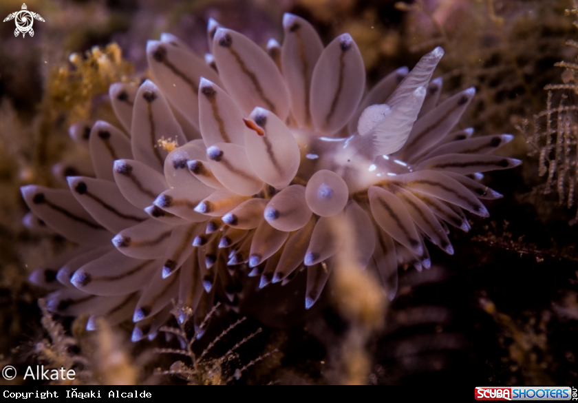 A Janolus Cristatus