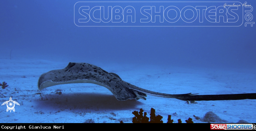 A Stingray