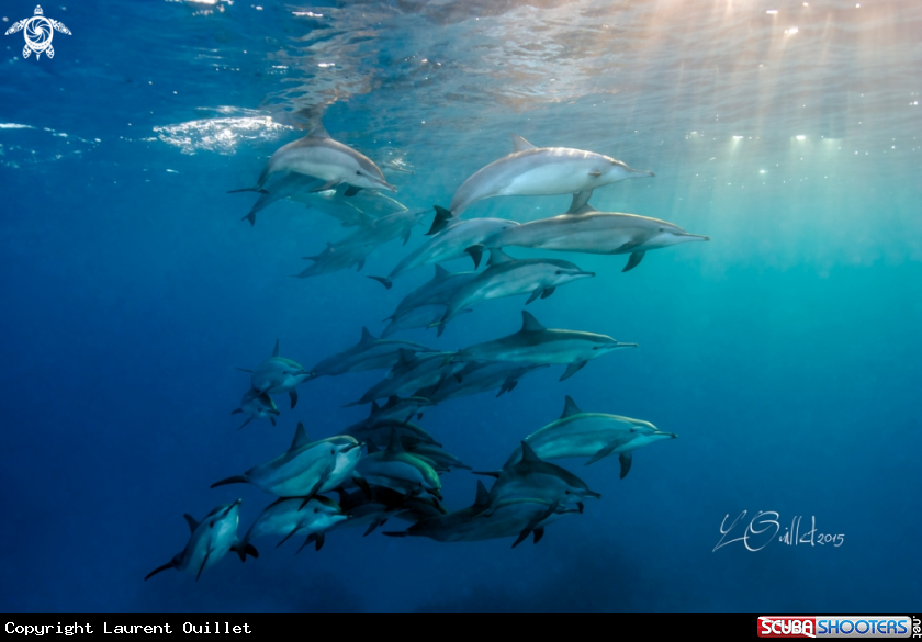 A Spinner dolphins