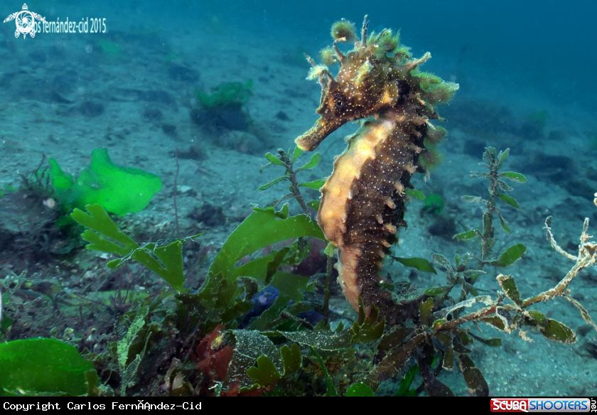 A Sea Horse