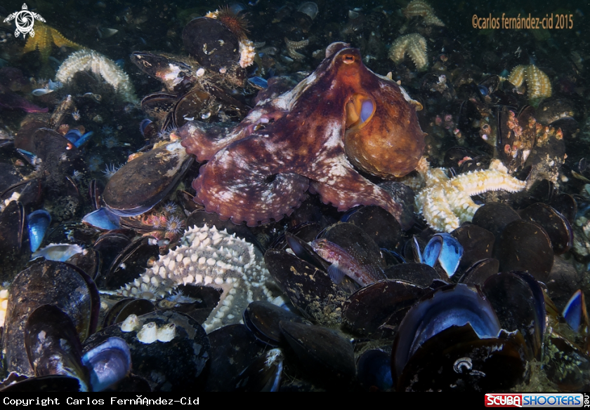 A Octopus