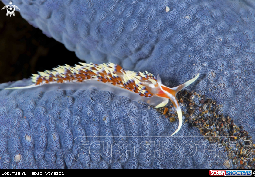 A Nudibranch