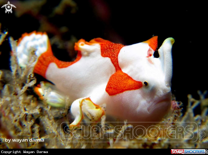 A Antenarius maculatus 