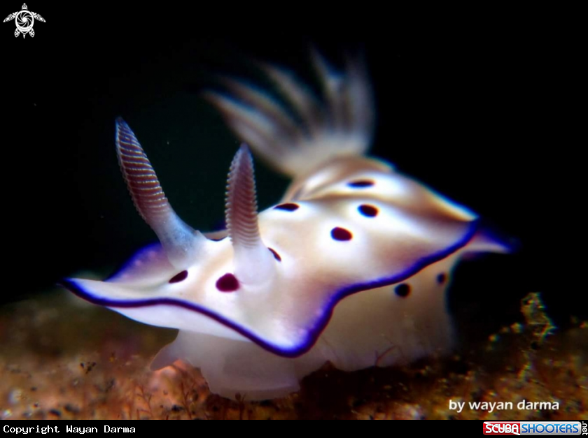 A hypselodoris tryoni 