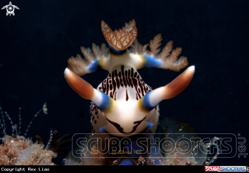A Nudibranch