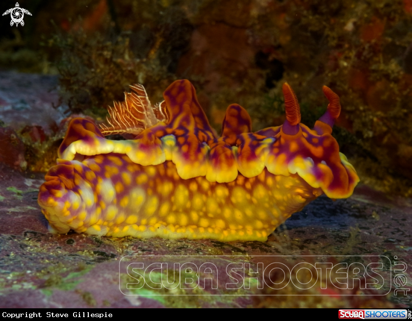 A Magnificent Ceratosoma