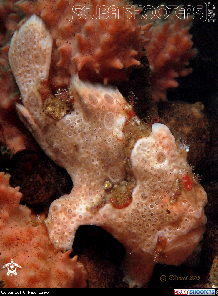 A Frogfish