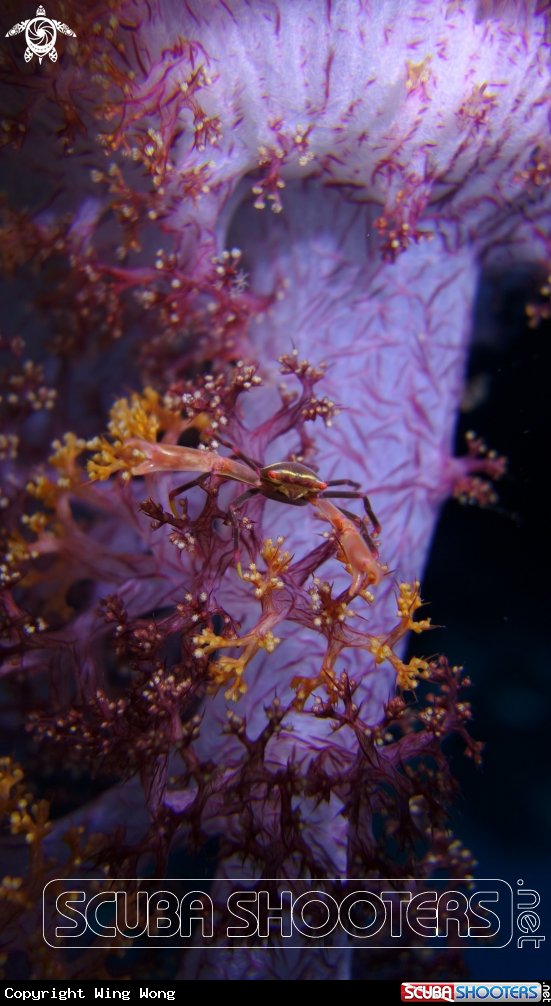 A Crab