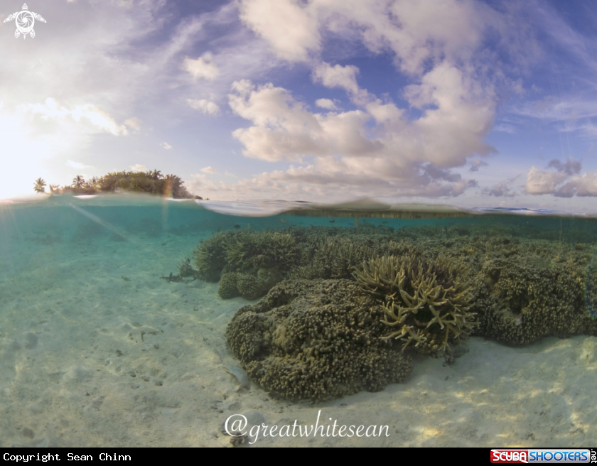 A Hard Coral