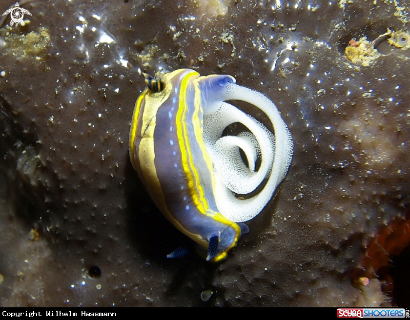 A underwater creature