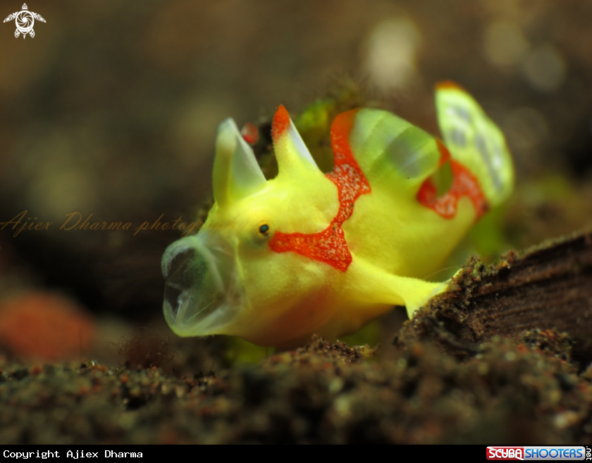 A frog fish 