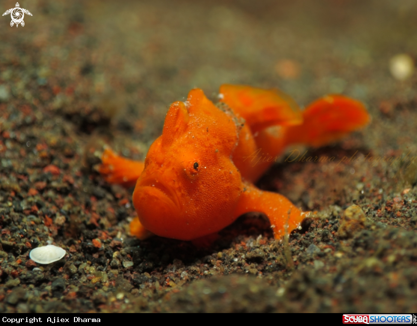 A frog fish 