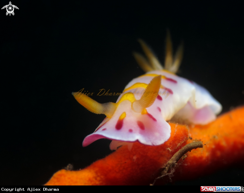 A nudibranch 