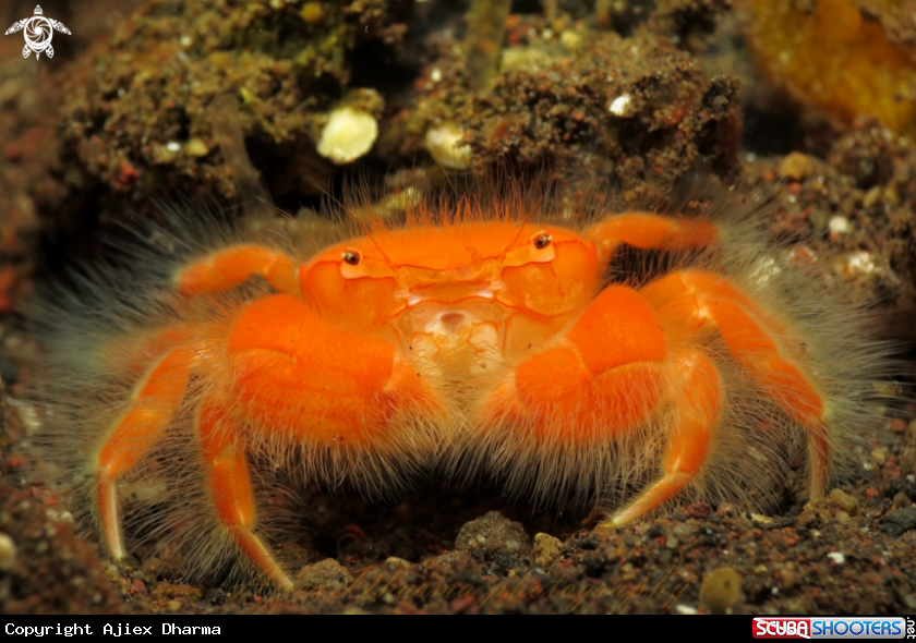 A crab