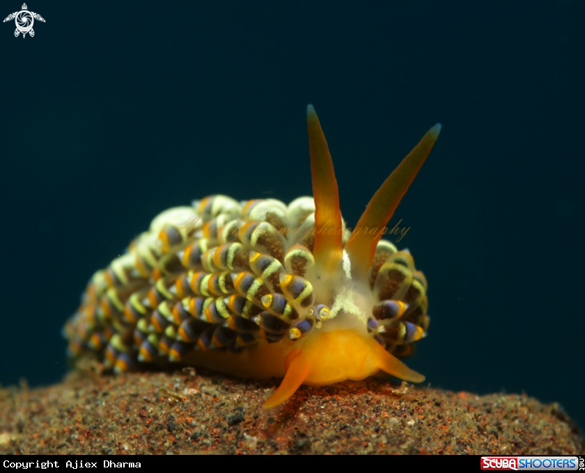 A nudibranch 