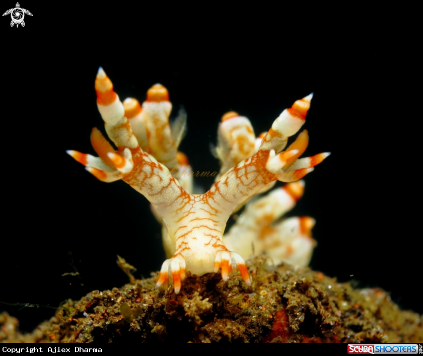 A nudibranch 