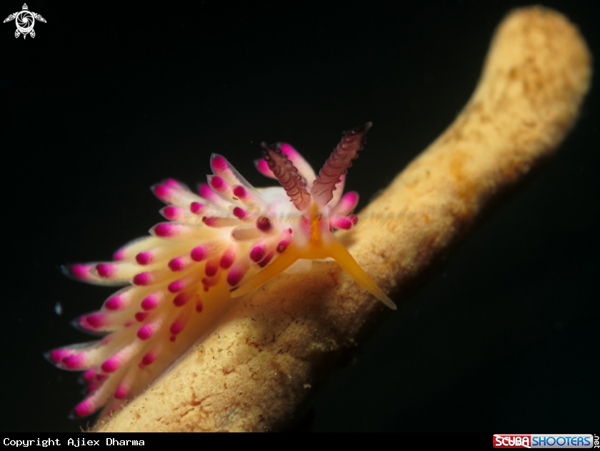 A nudibranch 