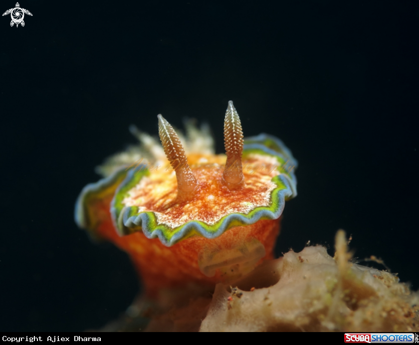 A nudibranch 