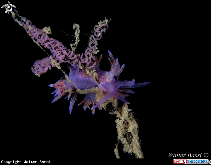 A flabellina affinis