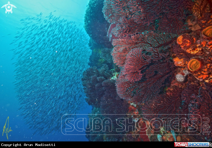 A Reef scenic at Scotts Head Pinnacles