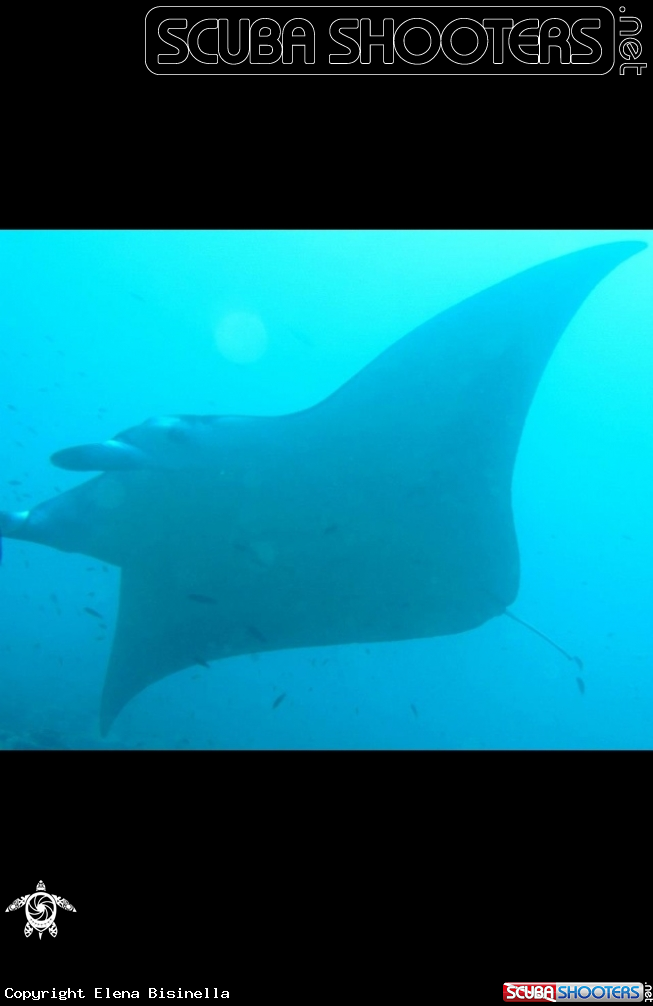 A underwater creature