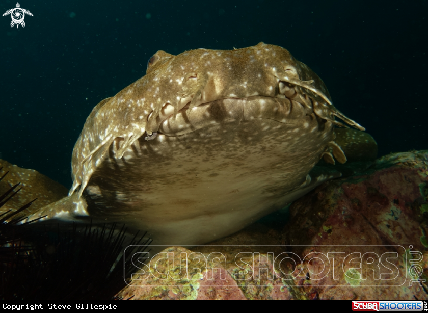 A Banded (Gulf) Wobbegong Shark