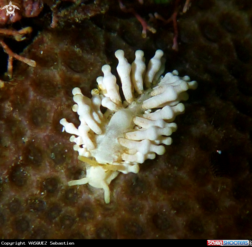 A Phestilla minor