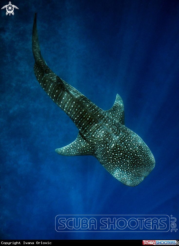 A Whale shark