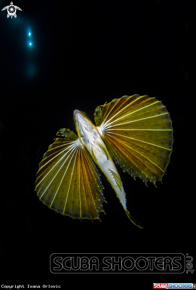 A Clownfish