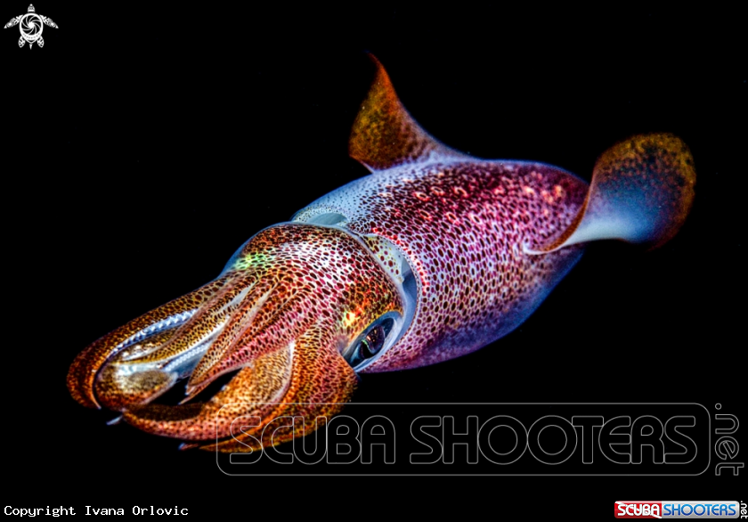 A Squid