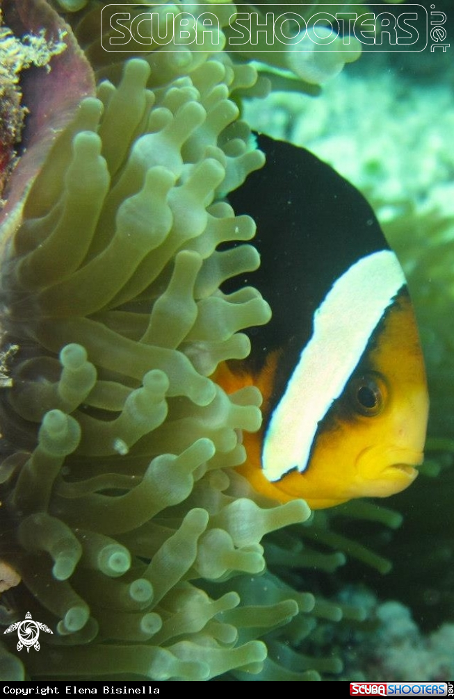 A underwater creature
